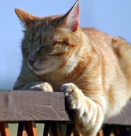 SERVICIO DE FUMIGACION ECOLOGICA DF